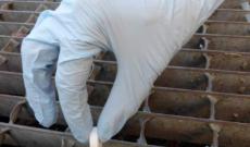 Zanzare, da gioved&igrave; le pastiglie