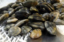 Pesca sportiva, sequestrato un carico enorme di vongole veraci