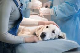 Arriva l'ambulanza per gli amici a 4 zampe