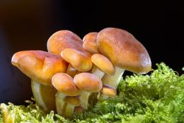 Torna la mostra micologica Clodiense