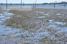 Il mare invade le lagune, strage di vongole