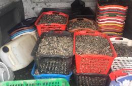 “Pesca di frodo in laguna, bene che la Regione sia parte civile"