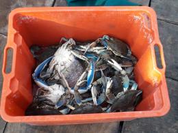 Fondi regionali a Chioggia per ripopolamento vongole e monitoraggio granchio blu