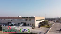 Chioggiaindiretta: Veneta Pesca