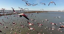 Fenicotteri rosa, 15mila esemplari nel veneziano