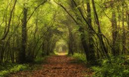 "Forest bathing" a Bosco Nordio