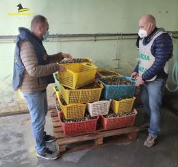 Sequestrato laboratorio abusivo di vongole