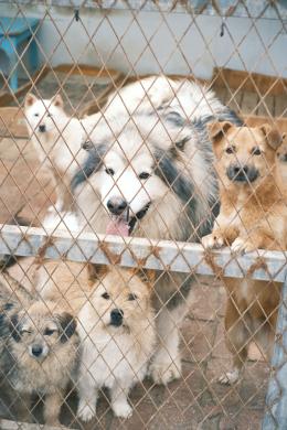 Inaugurato l'ospedale dei cani