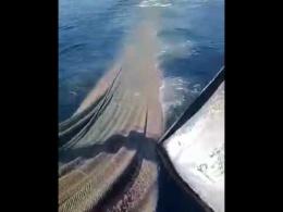 La mucillagine sulle reti, dramma per i pescatori