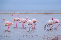 Un centinaio di fenicotteri rosa sul canale Stecche