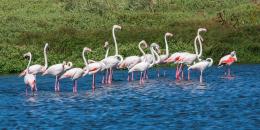 I fenicotteri rosa fotografatissimi dal ponte Translagunare