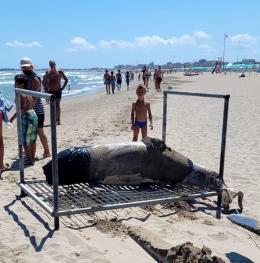 Delfino spiaggiato sulla riva, è il secondo