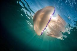 Invasione di meduse nel mare del Veneto