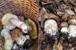 Intossicazioni da funghi: una giornata di formazione con l’Ulss 3