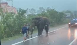 Follia in Romea: elefante a passeggio scortato dai carabinieri