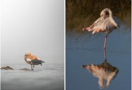Animali e paesaggi del Po in una mostra fotografica