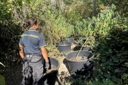 Una piantagione di marijuana dentro un'isola