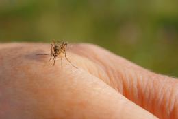 Veneto, 102 infezioni da West Nile nel 2024