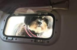Skipper a 4 zampe, la regata per Fido e Micio