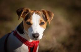 I "ricordini" dei cani rovinano la città: la protesta dei turisti