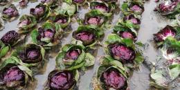 Il radicchio conquista la Liguria