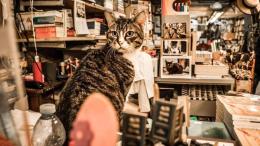 La libreria Acqua Alta piange la sua gatta
