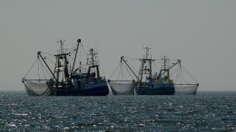 Nasce dall'Italia il fronte europeo che vuol salvare la pesca a strascico
