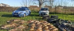 Bracconieri in azione, sequestrati 600 chili di pesce