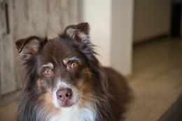 Grave una bimba di 4 anni azzannata da un cane