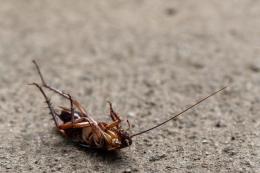 Gli scarafaggi invadono il centro