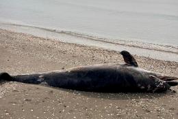 Delfino morto sulla spiaggia