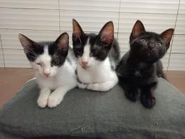 Gattini ancora senza una casa