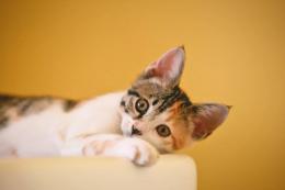 Lettiere, facciamo chiarezza