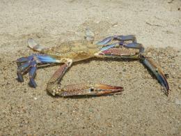 Scoperta una nuova specie di granchio blu 