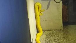 Un enorme serpente entra in un condominio: è allarme