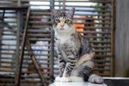 Ca’ Bianca potrebbe ospitare il gattile