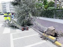 La Bora abbatte un albero in viale Umbria