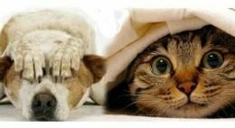 Capodanno, botti e animali: festeggiare con gioia anche per chi non parla