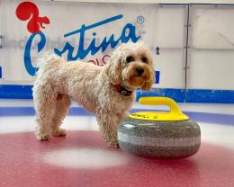 Chico, il cane digital ambassador per Milano Cortina 2026