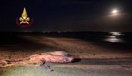 Un Pesce Luna da 10 quintali si spiaggia