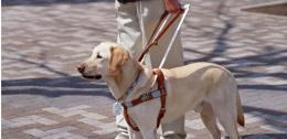 I cani guida si presentano alla cittadinanza 