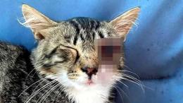 Gattina seviziata, una taglia per trovare i suoi torturatori
