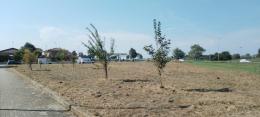 I cento alberi non esistono più