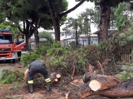 Maltempo, crolla un pino in strada