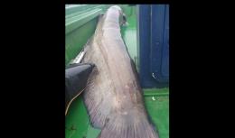 Catturato un maxi siluro: quasi 3 metri