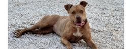Cagnolina pittbull scomparsa “Temiamo sia trattenuta”