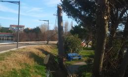 Verde, tagli e abbattimenti illegali
