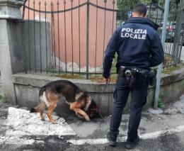 Oltre 400 grammi di droga sequestrati: