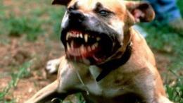 Amstaff continua ad aggredire, azzanna un'anziana