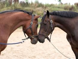 Divieto di macellazione di cavalli, asini, muli e pony: la nuova proposta di legge approda al Senato